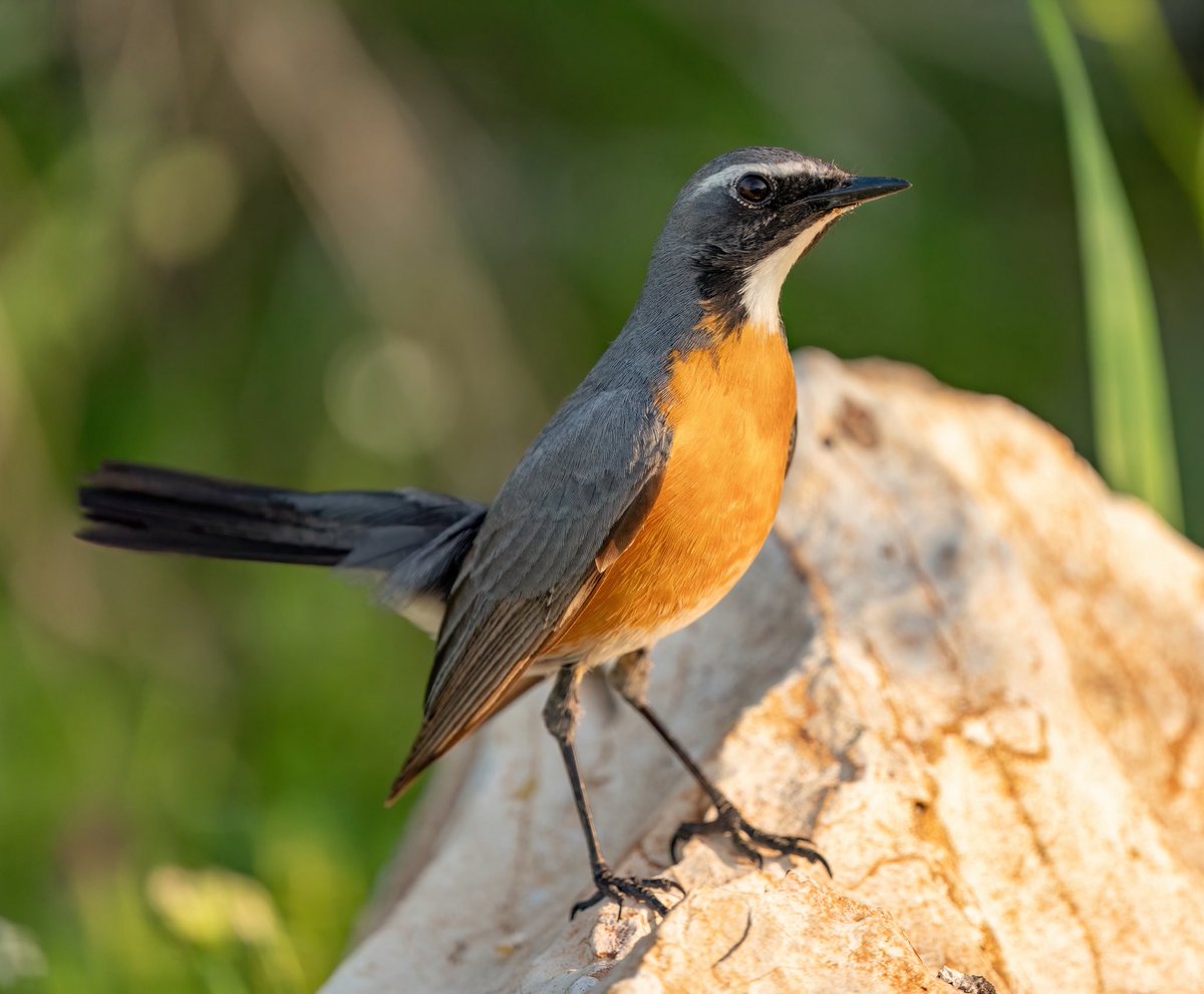 Ali_COBANOGLU_'s tweet image. En güzel pozlarından 😊 

TAŞ BÜLBÜLÜ
White-Thrroated Robin 

#trakus #birdsofinstagram #nut_about_birds #kuş #bird #birdsonearth #1x #sonyalpha #sonyalphatr #sonyalphasclub  #ebird #cornellbirds #trakus_org @trakus_org @cornellbirds @team_ebird #whitethroatedrobin