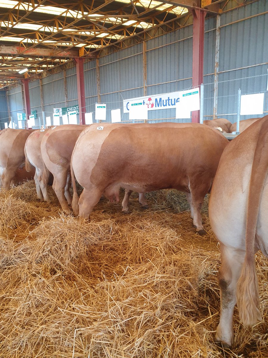 Festival de la viande d'Évron  <a href="/BalandraudJoel/">Balandraud Joel</a>