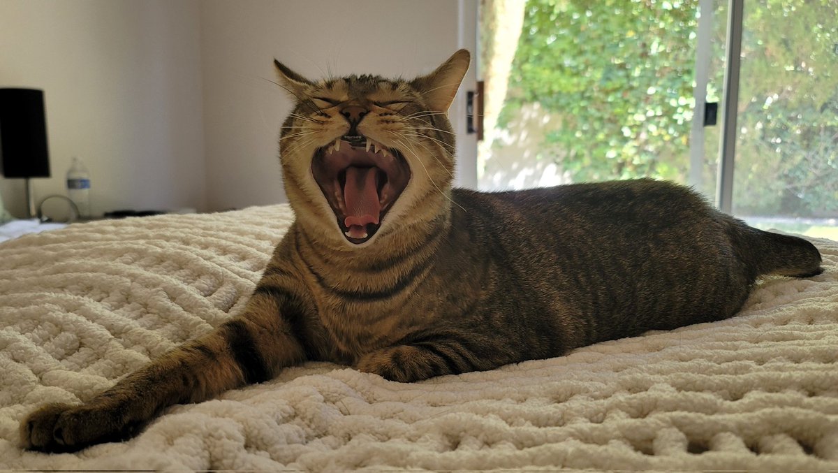 JRMontarbo's tweet image. Ha! 🤣
I just caught Pip waking up! 
Big yawn sleepy cat! 🤣🤣

Happy Saturday, everyone!🙌🌞

#Pip #Caturday
#Blessed
✌️❤️🙏