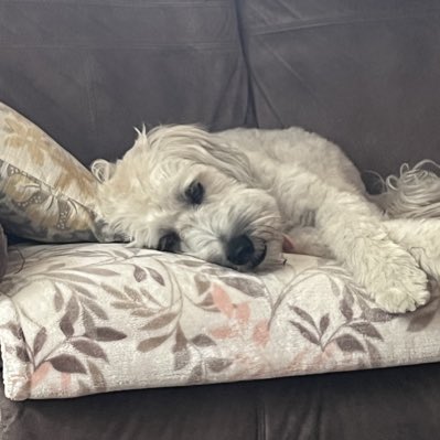 erica zado tweet media