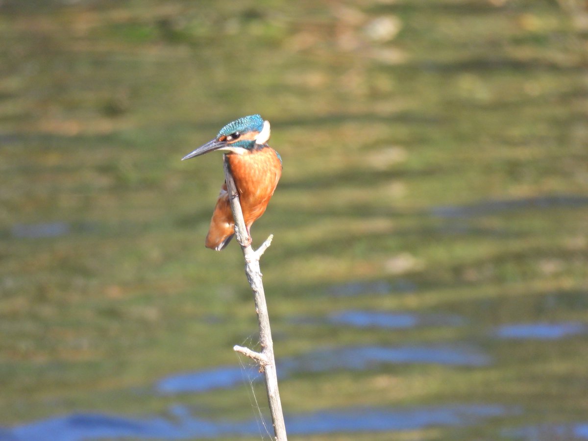 justine_dennett's tweet photo. So lucky to be so close to this Bittern and the king fisher was a lovely bonus for the day.
@AvalonMarshes @BirdGuides  @somersetbirds https://t.co/MvOtzLhAnQ