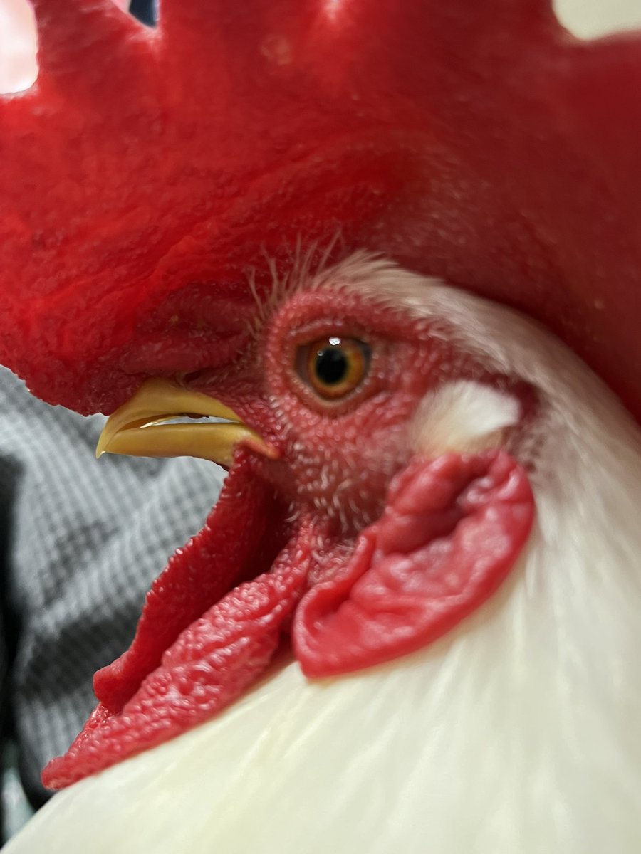 鶏 福岡産【ちっごコチ鳥】レバーハツセット リバーランド