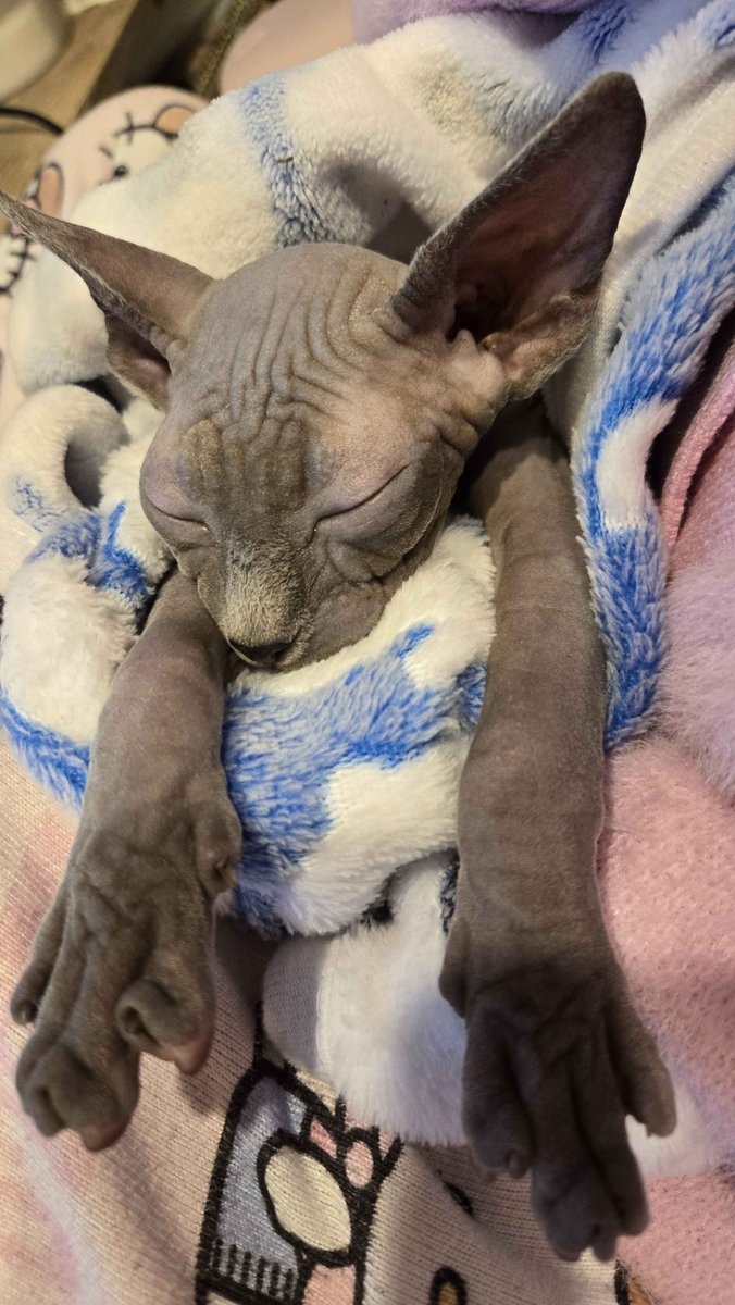 Gabby 🌸 Wishlist ADWD2: REMNANTS tweet media