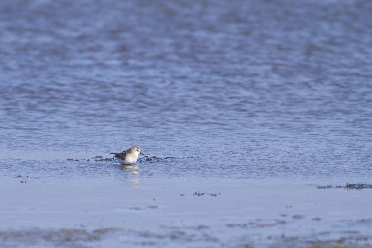 Maddy Hine (@maddyhine280) on Twitter photo A few nice island birds recently <a href="/NRonBirdObs/">North Ronaldsay Bird Observatory</a>. Spotted Redshank, Little Gull, Pectoral Sandpiper, and Little Stint A few nice island birds recently <a href="/NRonBirdObs/">North Ronaldsay Bird Observatory</a>. Spotted Redshank, Little Gull, Pectoral Sandpiper, and Little Stint