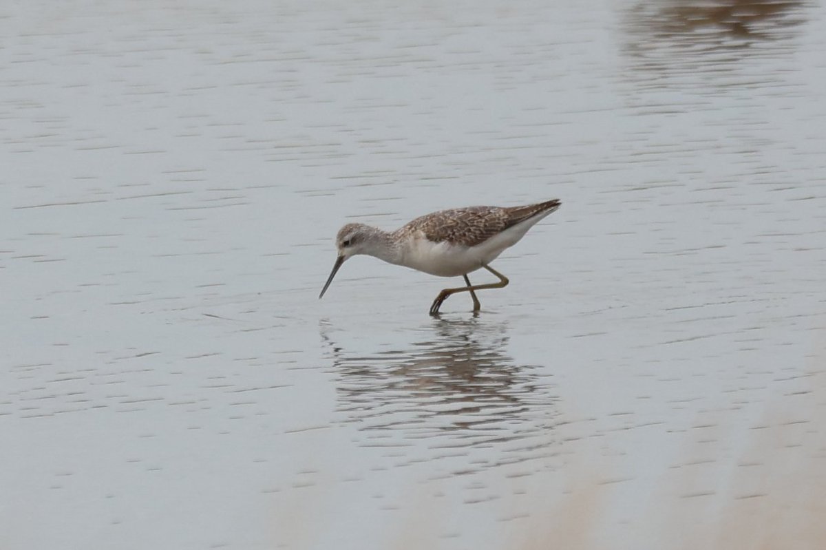 jamiesample99's tweet image. Marsh Sandpiper still showing well this afternoon at Musselburgh Lagoons @birdinglothian @BirdGuides @RareBirdAlertUK