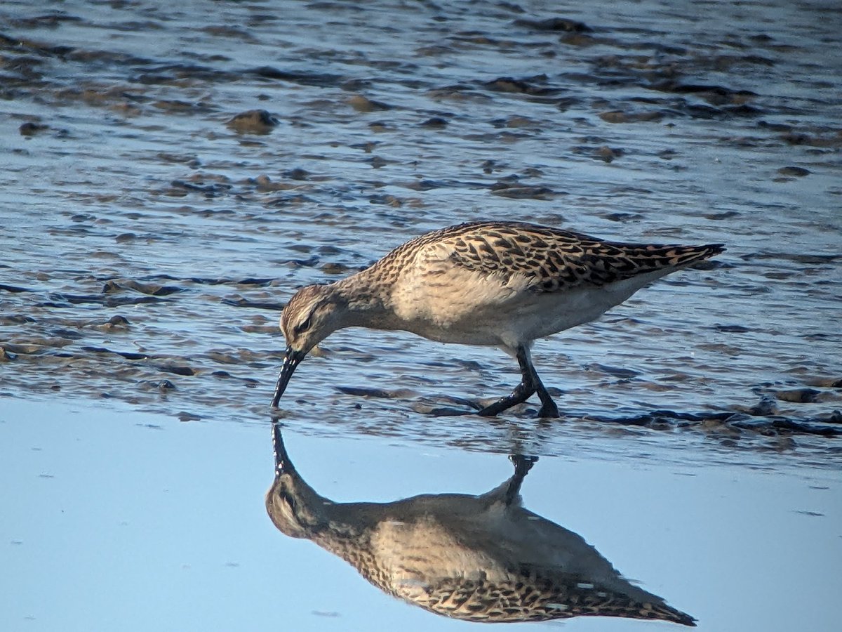 LeonRice861481's tweet photo. Great reflection this ruff was giving off at seaton wetlands, stunning bird in its own right but the mirror affect adds another dimension. #UKBirding. #Devonbirds. https://t.co/hfV7rJbmNP