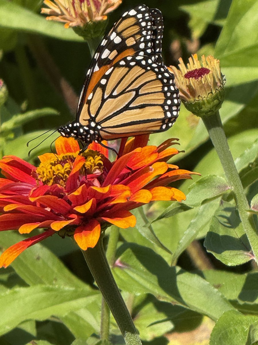 jhohenberger's tweet photo. Late summer color https://t.co/Dpiad4Gldh