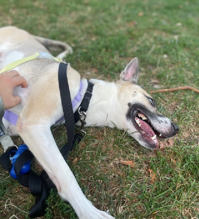 NMBewitched's tweet photo. Koda🥰
https://t.co/haGiuvBldT 
#AdoptMe 

#AdoptionEvent 
Sunday, 9/7 
#MACC 

Friends of mine took Koda on a #BoroughBreak 
They walked 13 miles, she was so excited to get out of her cage. 
#HuskyLovers 
Koda is curious, playful, respectful, enjoys a chew on a stuffie, thrilled to lay in the grass for belly rubs & rolling. She is kisser💋