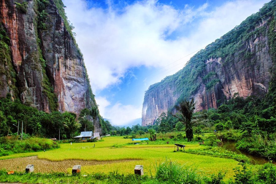 Harau Festival tweet media