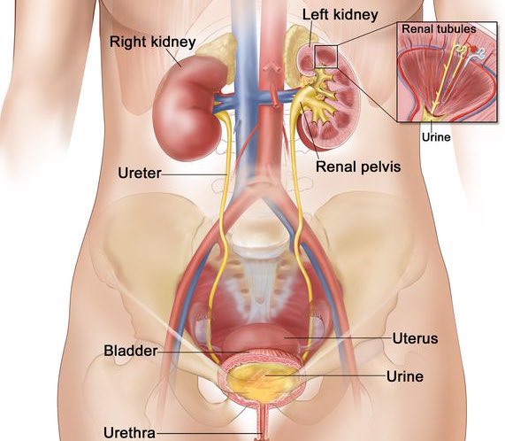 The Koshur Doc (@thekoshurdoc) on Twitter photo SUPER THREAD ON 15+ URINE COLOUR CHANGES AND WHAT THEY SIGNAL
Urine color can reveal a lot about your health. I’ve included images for clarity.
Bookmark this thread for diagnosing urine color issues!
(1/11)
#MedTwitter #SuperThread #MedEd <a href="/IhabFathiSulima/">Dr Ihab Suliman</a> #NEETPG #USMLE SUPER THREAD ON 15+ URINE COLOUR CHANGES AND WHAT THEY SIGNAL
Urine color can reveal a lot about your health. I’ve included images for clarity.
Bookmark this thread for diagnosing urine color issues!
(1/11)
#MedTwitter #SuperThread #MedEd <a href="/IhabFathiSulima/">Dr Ihab Suliman</a> #NEETPG #USMLE