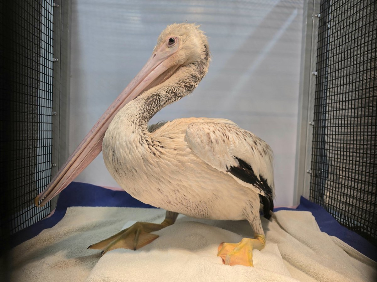 Thanks to the callers who rescued this American White Pelican down on the Kemp Channel Bridge, and thanks to the people who were able to transport the young Pelican into care! The patient is being treated for an extremely high parasite count in our clinic. Great job to everyone!
