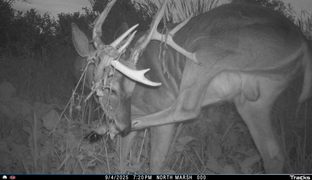 WIMarshRat's tweet photo. One of my favorite pictures of a buck shedding velvet. https://t.co/AXzMR5Vf5N