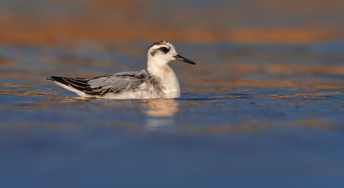 Memories of a lifetime watching the Grey Phalarope at Rutland Water dabbling around inches from me in the evening light yesterday.
