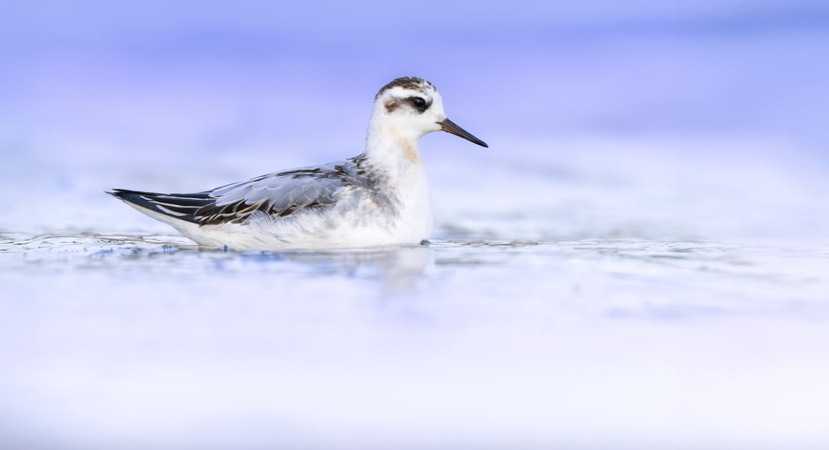 miles_cluff's tweet image. Memories of a lifetime watching the Grey Phalarope at Rutland Water dabbling around inches from me in the evening light yesterday.