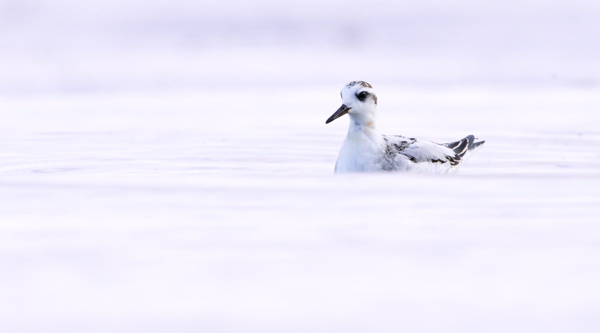 miles_cluff's tweet image. Memories of a lifetime watching the Grey Phalarope at Rutland Water dabbling around inches from me in the evening light yesterday.
