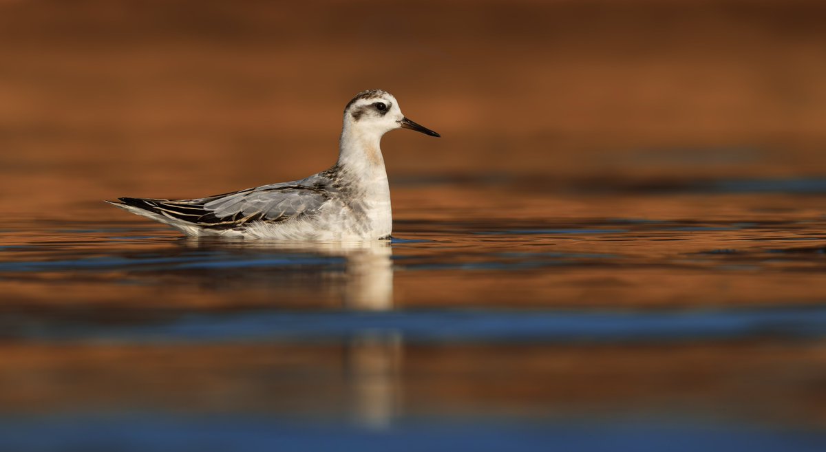 miles_cluff's tweet image. Memories of a lifetime watching the Grey Phalarope at Rutland Water dabbling around inches from me in the evening light yesterday.