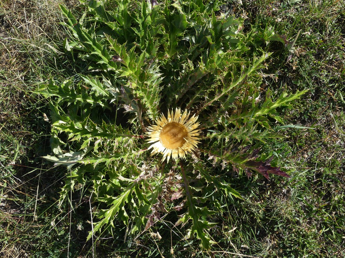 mabiro08's tweet photo. Carlina (Carlina acanthifolia)

Llengua de cérvol (Asplenium scolopendrium)

Neret (Rhododendron ferrugineum)

Gimnocarpi silícola (Gymnocarpium dryopteris) https://t.co/gC6VnJIHGZ