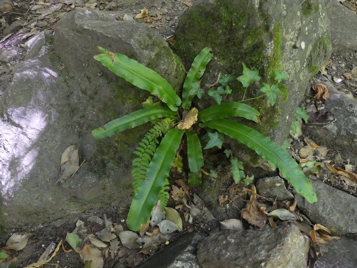 mabiro08's tweet photo. Carlina (Carlina acanthifolia)

Llengua de cérvol (Asplenium scolopendrium)

Neret (Rhododendron ferrugineum)

Gimnocarpi silícola (Gymnocarpium dryopteris) https://t.co/gC6VnJIHGZ