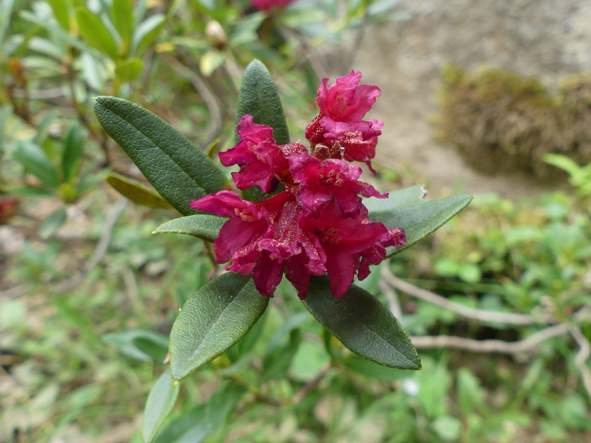 mabiro08's tweet photo. Carlina (Carlina acanthifolia)

Llengua de cérvol (Asplenium scolopendrium)

Neret (Rhododendron ferrugineum)

Gimnocarpi silícola (Gymnocarpium dryopteris) https://t.co/gC6VnJIHGZ
