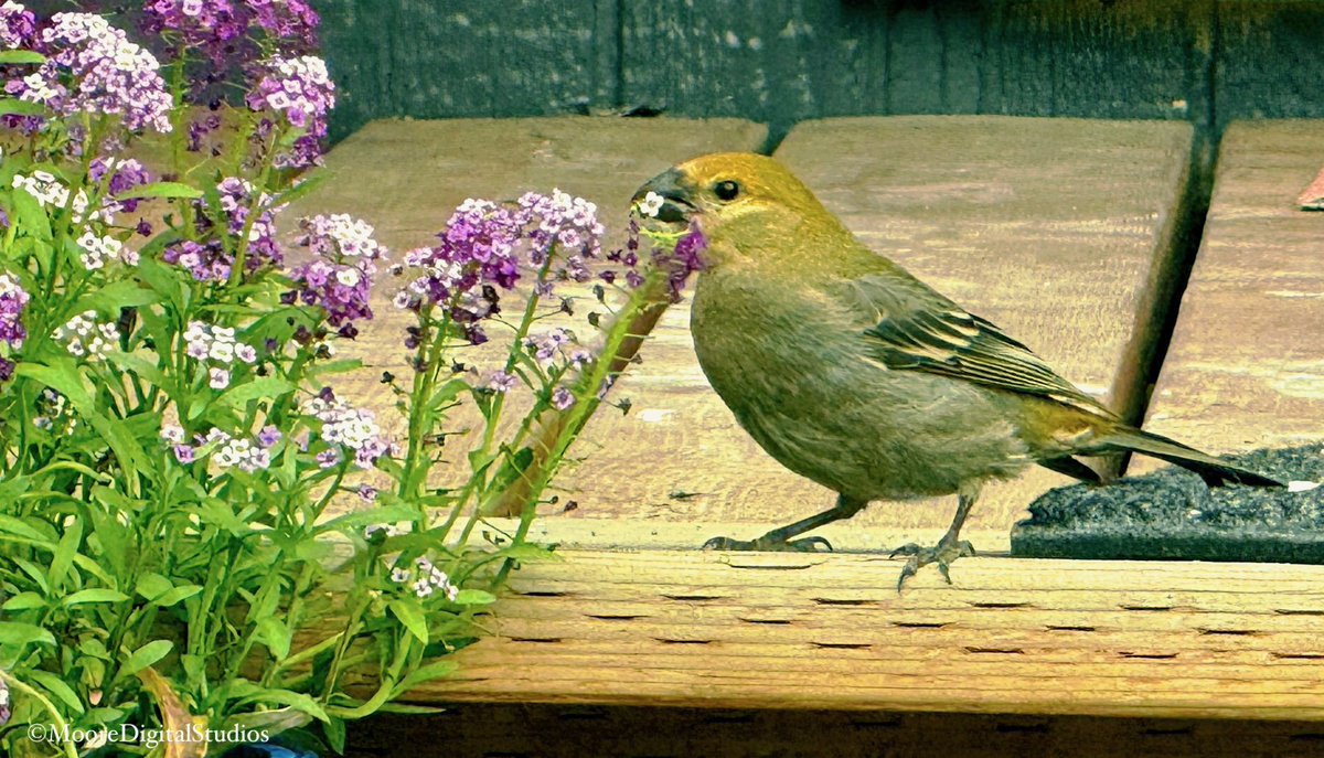 Let’s see your “Bird” photographs. 📸