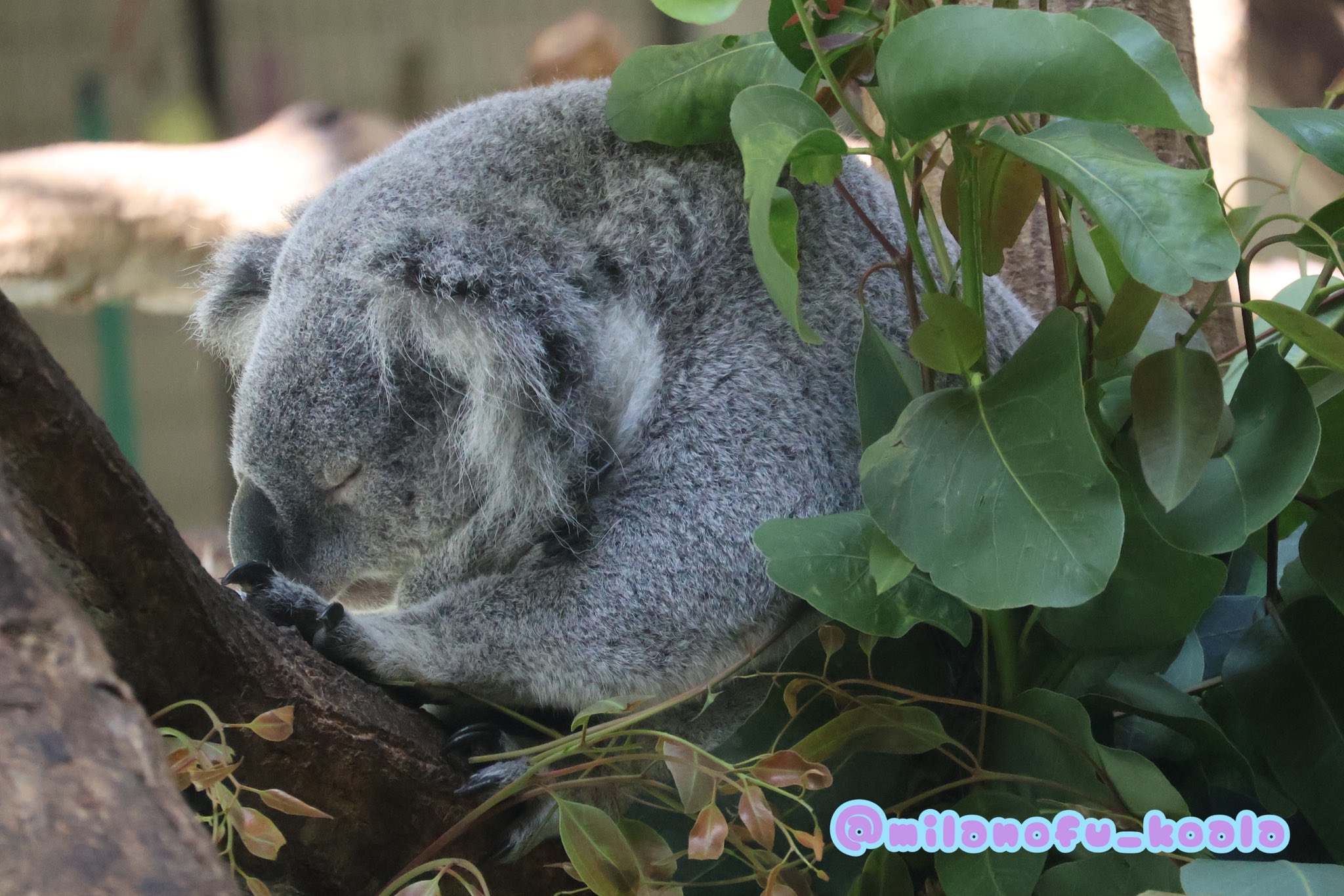 みらの🐨 on X: 