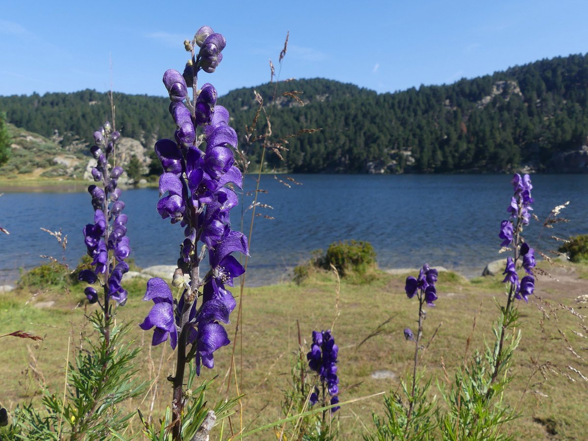 mabiro08's tweet photo. Tora blava (Aconitum napellus)

Viola d'aigua (Pinguicula grandiflora)

Reig bord (Amanita muscaria)

Gènere Tubifera https://t.co/QuiyH548W0