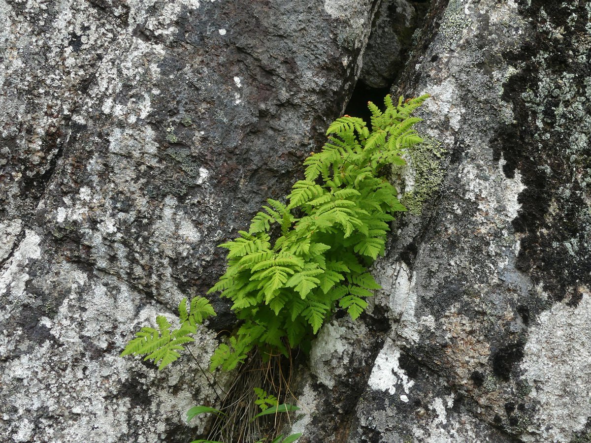 mabiro08's tweet photo. Carlina (Carlina acanthifolia)

Llengua de cérvol (Asplenium scolopendrium)

Neret (Rhododendron ferrugineum)

Gimnocarpi silícola (Gymnocarpium dryopteris) https://t.co/gC6VnJIHGZ