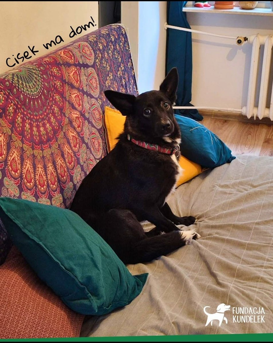 Kochani ❣️ Mam rewelacyjne wieści 🤩 CIS 🐕ma 🏡i swoich kochających CZŁOWIEKÓW 🥹🥳💗 Bądź szczęśliwy Skarbeńku Kochany 😘🍀🫶🏼🐾 
#NieKupujAdoptuj