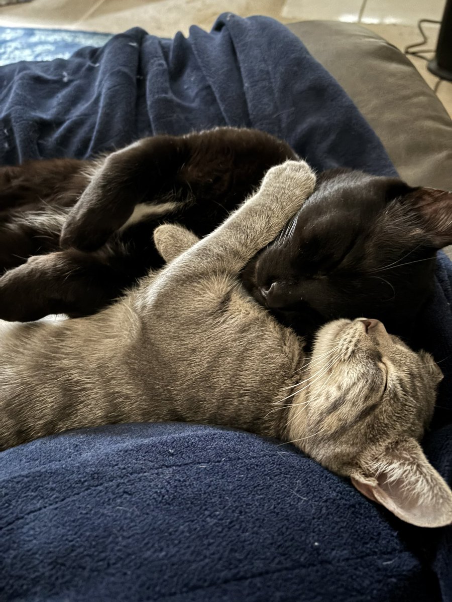 Happy Caturday from a snuggly Tix and Fig 💖