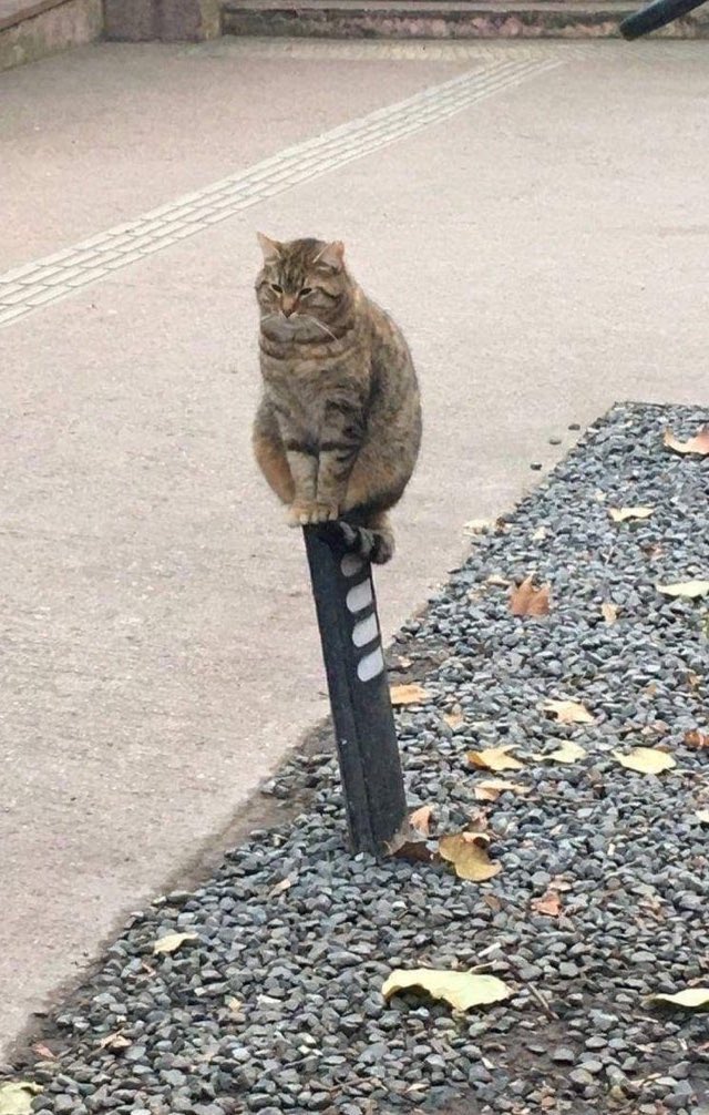 ⭒ max verstappen as cats ⭒ (@kittenstappn) on Twitter photo 