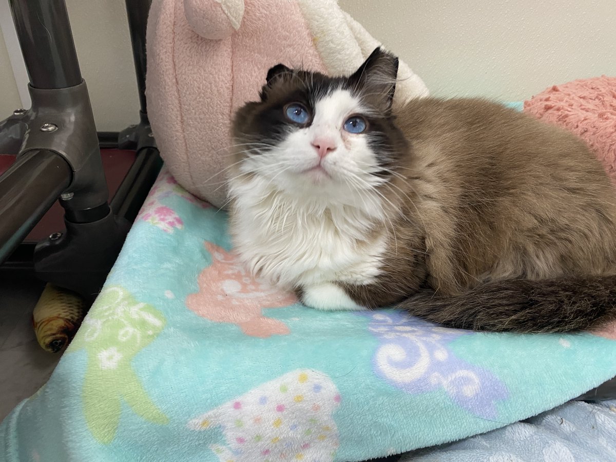 #COTD Mr. P tested positive for both FeLV and FIV after being found as a stray in Springfield, Ohio. He was a stray &amp; sustained damage to his right ear from a hematoma that didn't heal properly. He's a super laidback guy who loves to play!

Read more: blindcatrescue.com/cats/mrp.htm