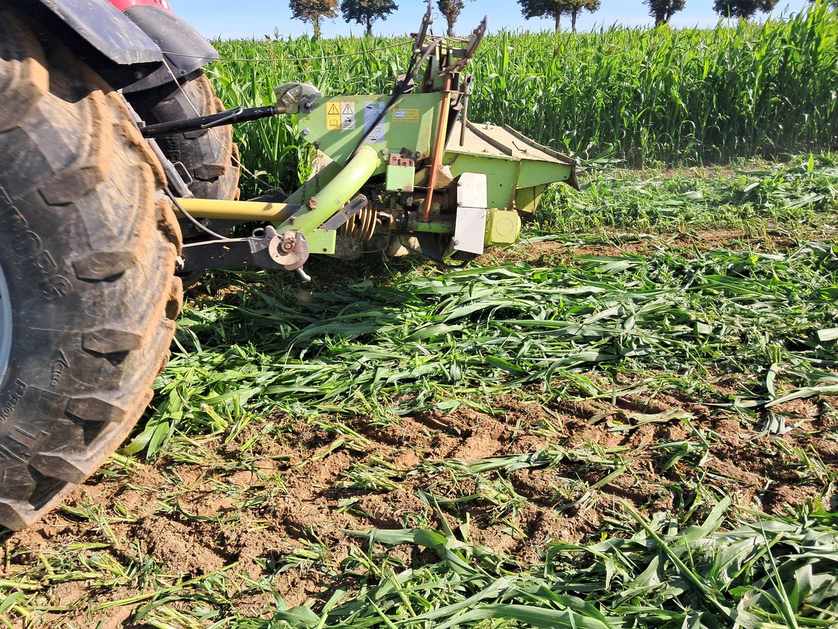 Après l'ensilage du maïs et le bachage des silos, la météo annoncée me pousse à faucher le sorgho fourrager dérobé (entre pois de conserve 2025 et blé 2026).

Avec peu d'eau estivale, le rendement est modeste mais l'apparition des panicules (épis) indique qu'il faut faucher.