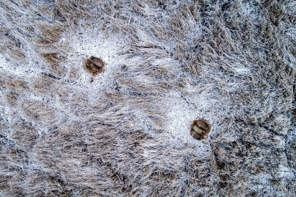 NatureIn_Focus's tweet photo. #nifwinners2024

Dreaming in the Reeds

Lukasz Gwizdziel
Special Mention | #Wildscape &amp; Animals in Their Habitat

A soundless drone captures a family of wild #boars deep in sleep, nestled within a reed bed. Their warmth and closeness reflect the quiet bonds of life in the wild. https://t.co/pKbjNqvHMt