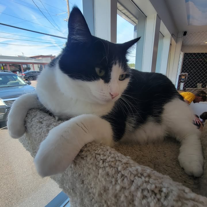 MeWowCatCafe's tweet image. Lynette checking out the room and deciding if she should get down or wait for someone to come pet her up here.  #decisionsdecisions   

#mewowcatcafe #catcafe #catlovers #happycats