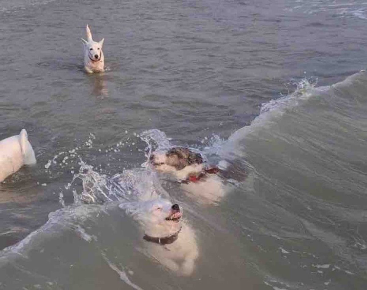 Guarromantico_'s tweet photo. “Ya quiero irme al mar para no estresarme y descansar”

Yo en el mar: https://t.co/8QUQ7jQkPY
