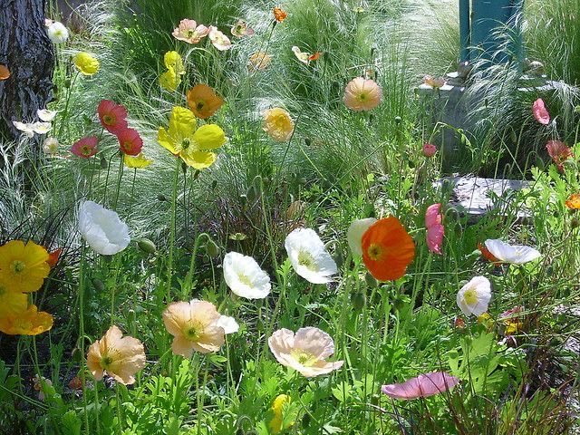 Lily ✮⋆˙ tweet media