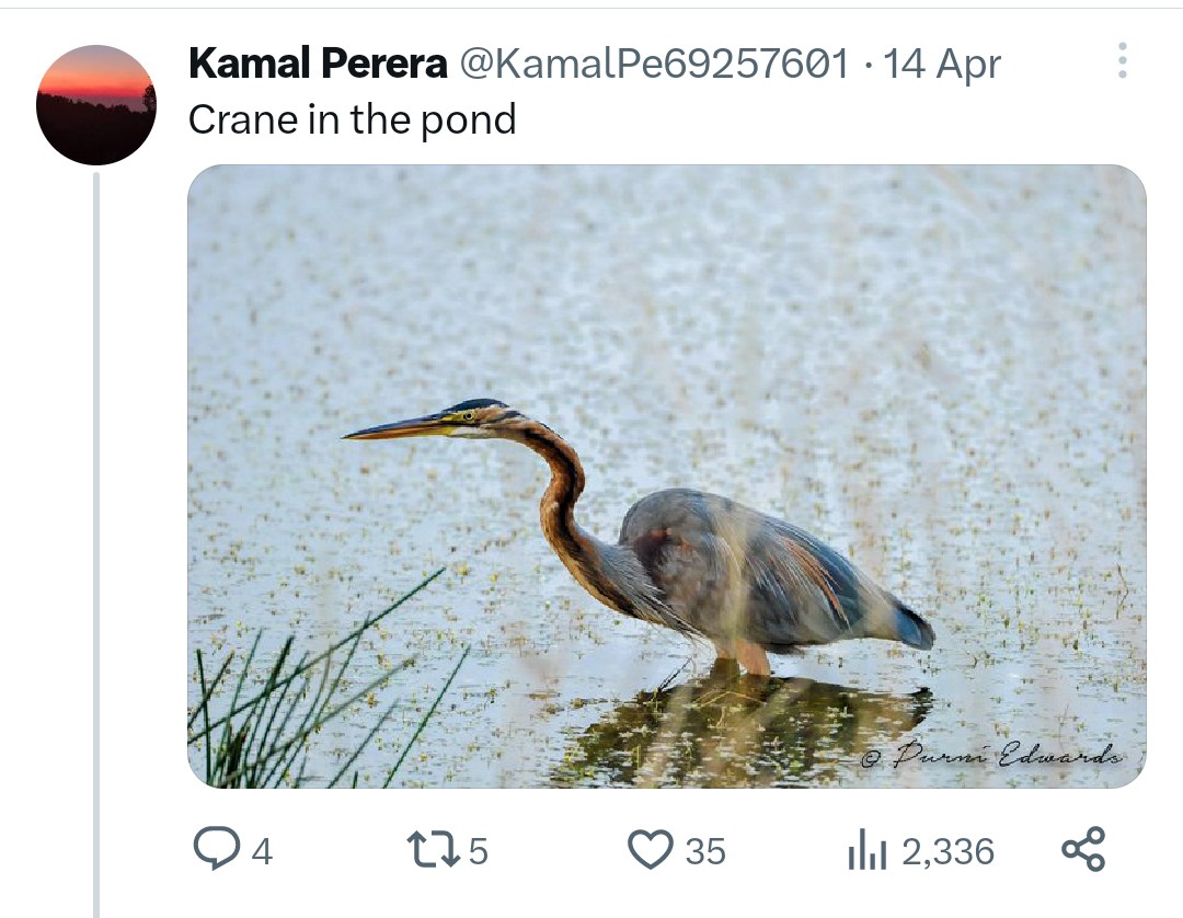 nomadic_sanjee's tweet photo. In a nutshell don't give attention to sock puppet accounts allegedly linked to wanted money launderer Rienzie Edwards. Don't give him reach.
#SriLanka
#KamalPerera
#SockPuppetAccounts https://t.co/PLkBcrkOej