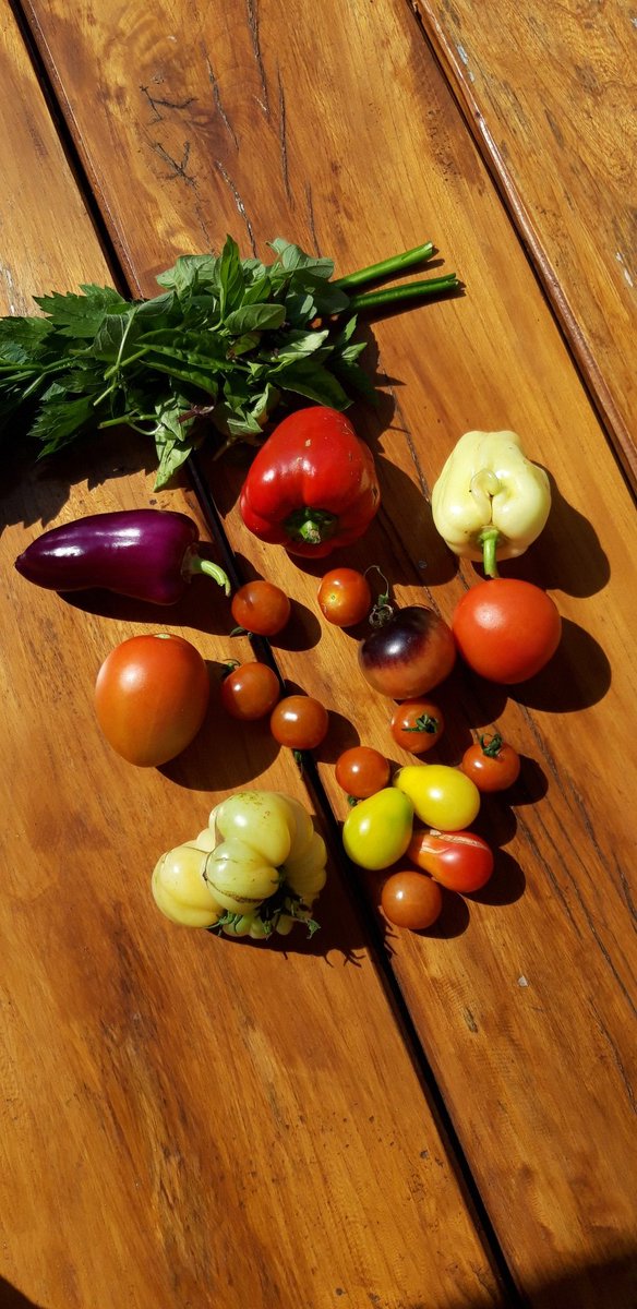 ekogardener's tweet photo. harvest from my vegetable garden for dinner
#vegetables #vegetablegarden #fromgardentotable #tomato #herbs #pepper #eggplant https://t.co/IfUgDwcCn5