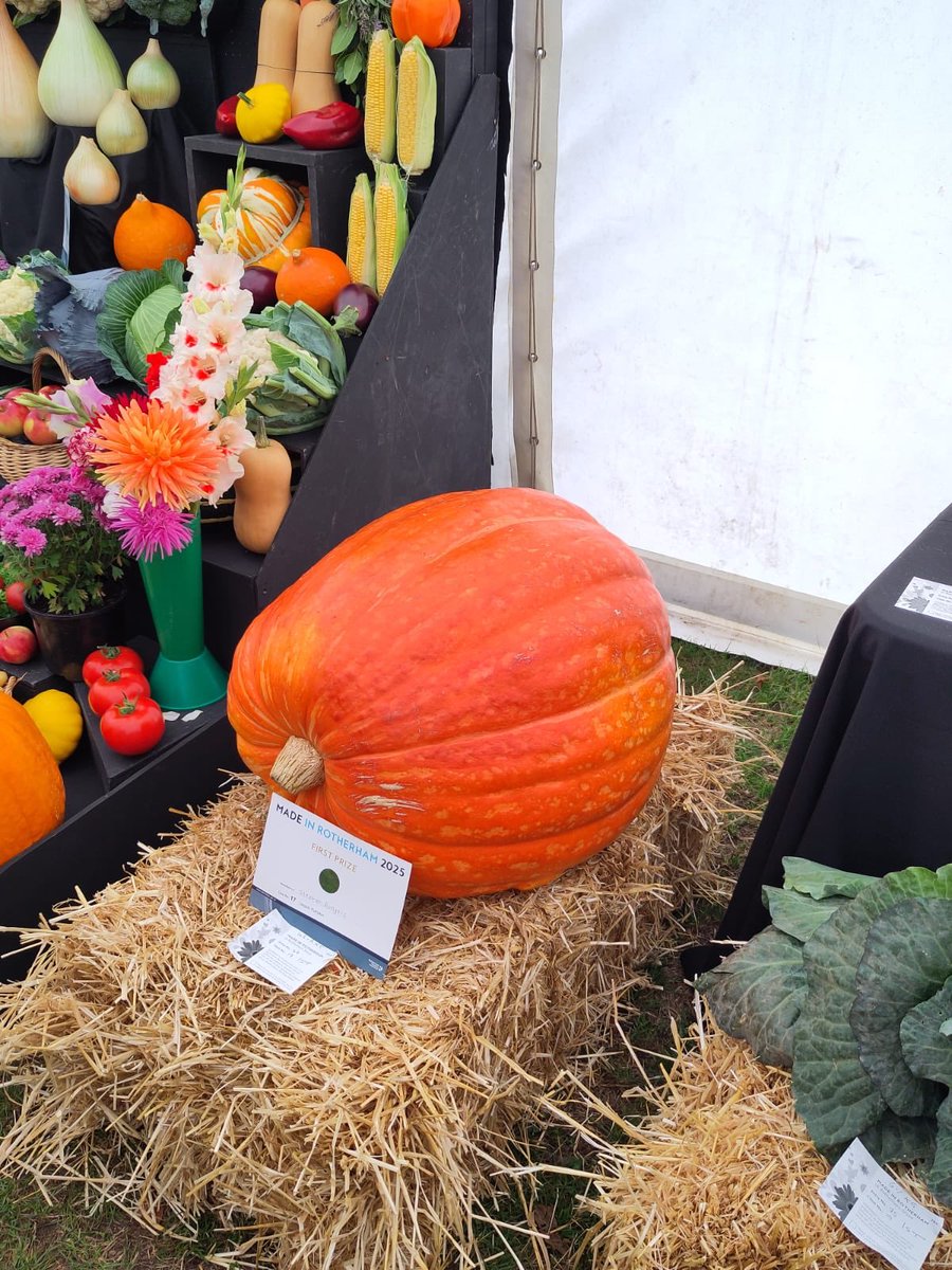 hebdenred's tweet photo. @Syndicate this is 1st prize at the Rotherham show, challenge accepted https://t.co/N6pWy290Kd