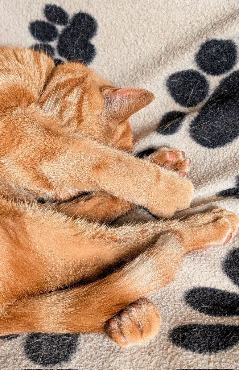 Kevin&Smudge (@kevinandsmudge) on Twitter photo Help! Meownself has tied mine paws and tail in an knot! Having an nap hasn't helped yet, so purrlease could mew give me some frozen peas Nurse Holly, to fix mine pawroblem? Love from Kevin the K-notted πΎπ§‘ππΎ
<a href="/holly_pickle1/">Holly ππ«ππΎ</a> #Hedgewatch Help! Meownself has tied mine paws and tail in an knot! Having an nap hasn't helped yet, so purrlease could mew give me some frozen peas Nurse Holly, to fix mine pawroblem? Love from Kevin the K-notted πΎπ§‘ππΎ
<a href="/holly_pickle1/">Holly ππ«ππΎ</a> #Hedgewatch