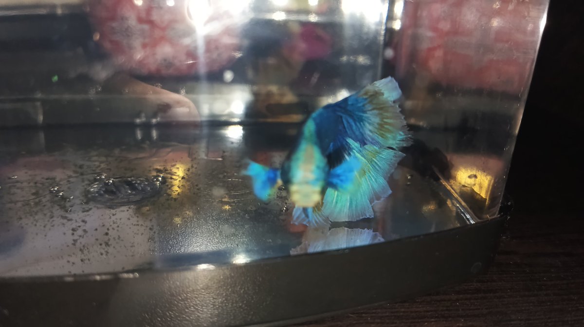 GUYS I GOT A FISH!! what do I name him? 😋