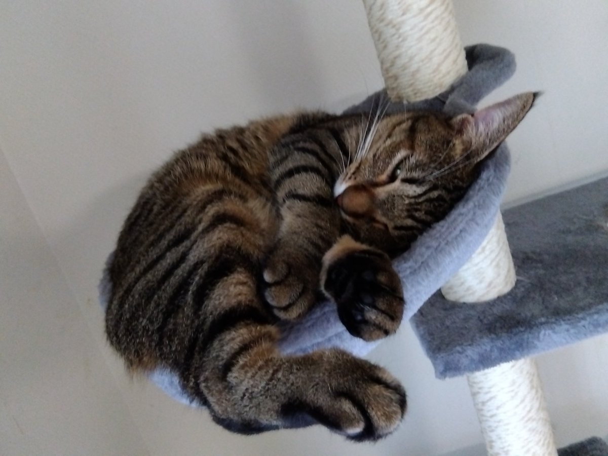 キャットタワー
ハミ出して熟睡💤
すっかりちびのお城🏰

#キジトラ猫女子部 #猫好きさんと繫がりたい
