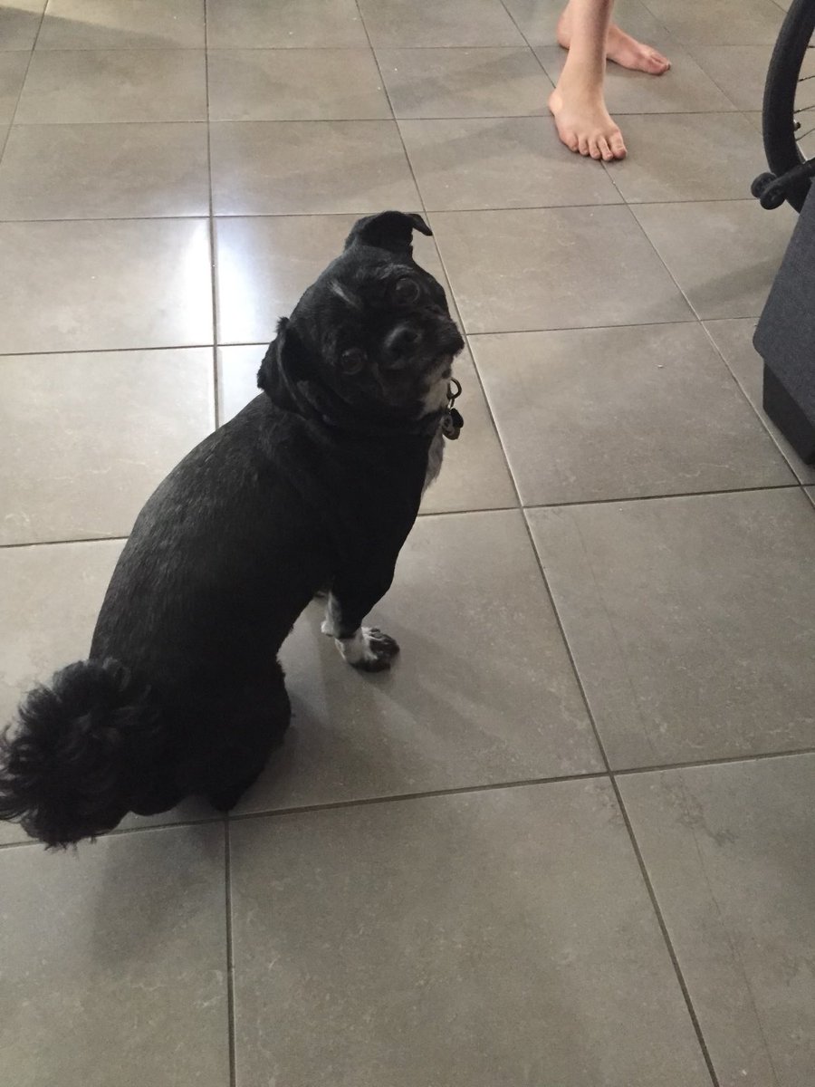 CanadianJoannie's tweet image. Please pray for us, please pray for us to bring Toby home.   He’s our family.  228/700.  We need your help.   Please pray for us in our time of need.  😔😭🚨##Toby  #ServiceDog #DogsofTwitter #Love  joannie_cowie@yahoo.ca