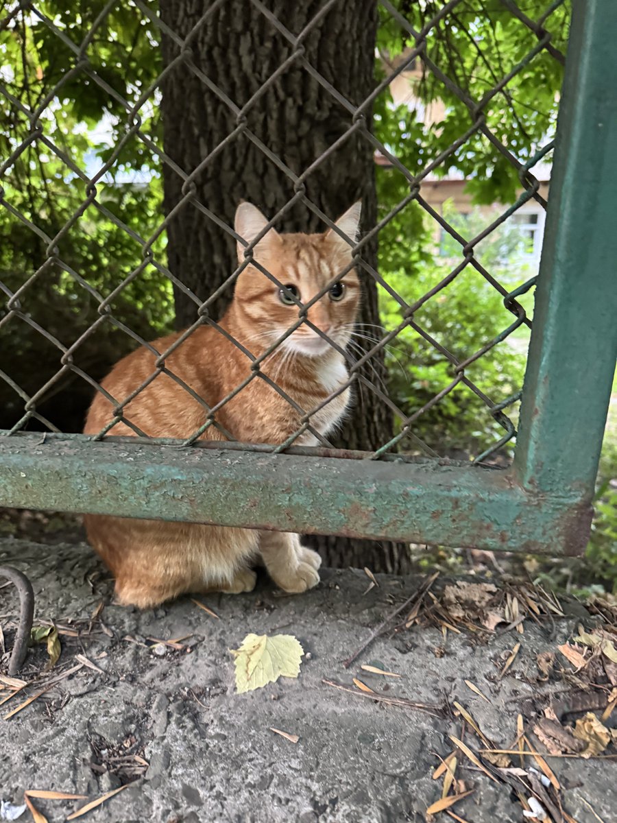 Санта tweet media