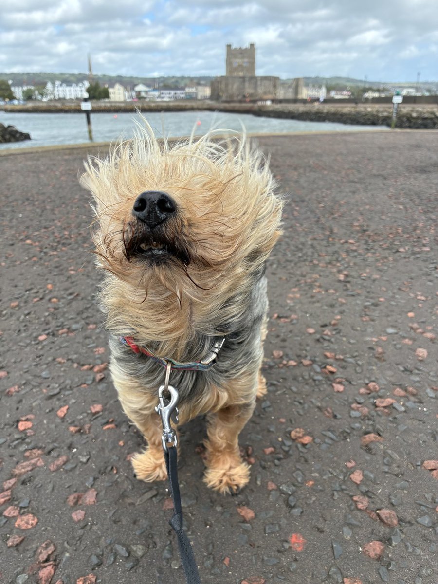 Could have had more notification bout the wind conditions, wee Robbie thought the clocks had changed. ⁦<a href="/WeatherCee/">Cecilia Daly</a>⁩ ⁦<a href="/bbcniweather/">BBC NI Weather</a>⁩  ⁦<a href="/Louise_utv/">Louise Small</a>⁩ ⁦<a href="/utvweather/">UTV Weather</a>⁩ ⁦<a href="/dog_rates/">WeRateDogs</a>⁩ ⁦<a href="/dog_feelings/">Thoughts of Dog</a>⁩ ⁦<a href="/DogsTrust/">Dogs Trust 💛🐶</a>⁩ ⁦<a href="/contextdogs/">out of context dogs</a>⁩