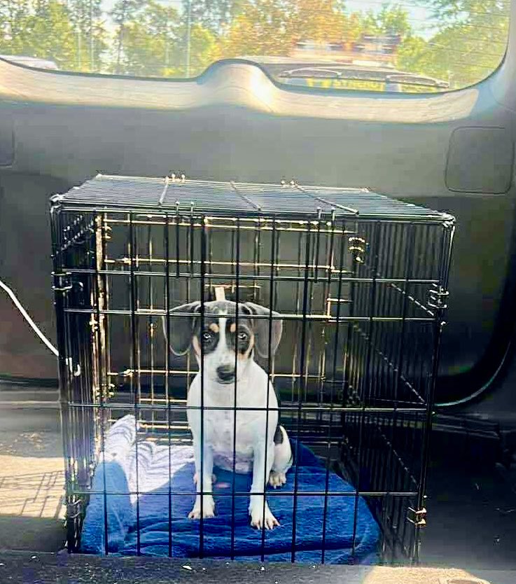 Donna Lac tweet media