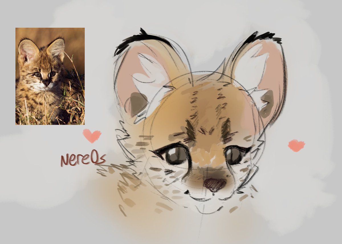 Nere0s1's tweet image. I just saw this pic of a baby serval and had to draw it 🤏😭