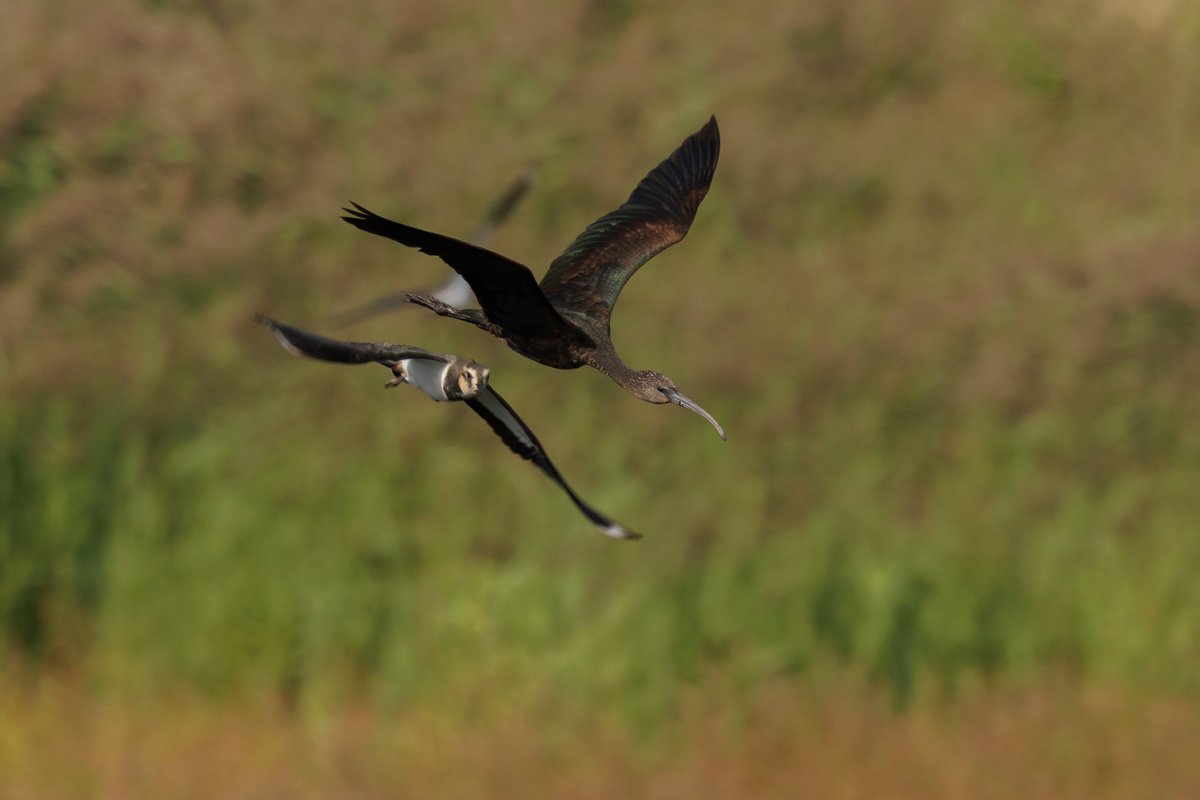 MidsWildlife tweet media