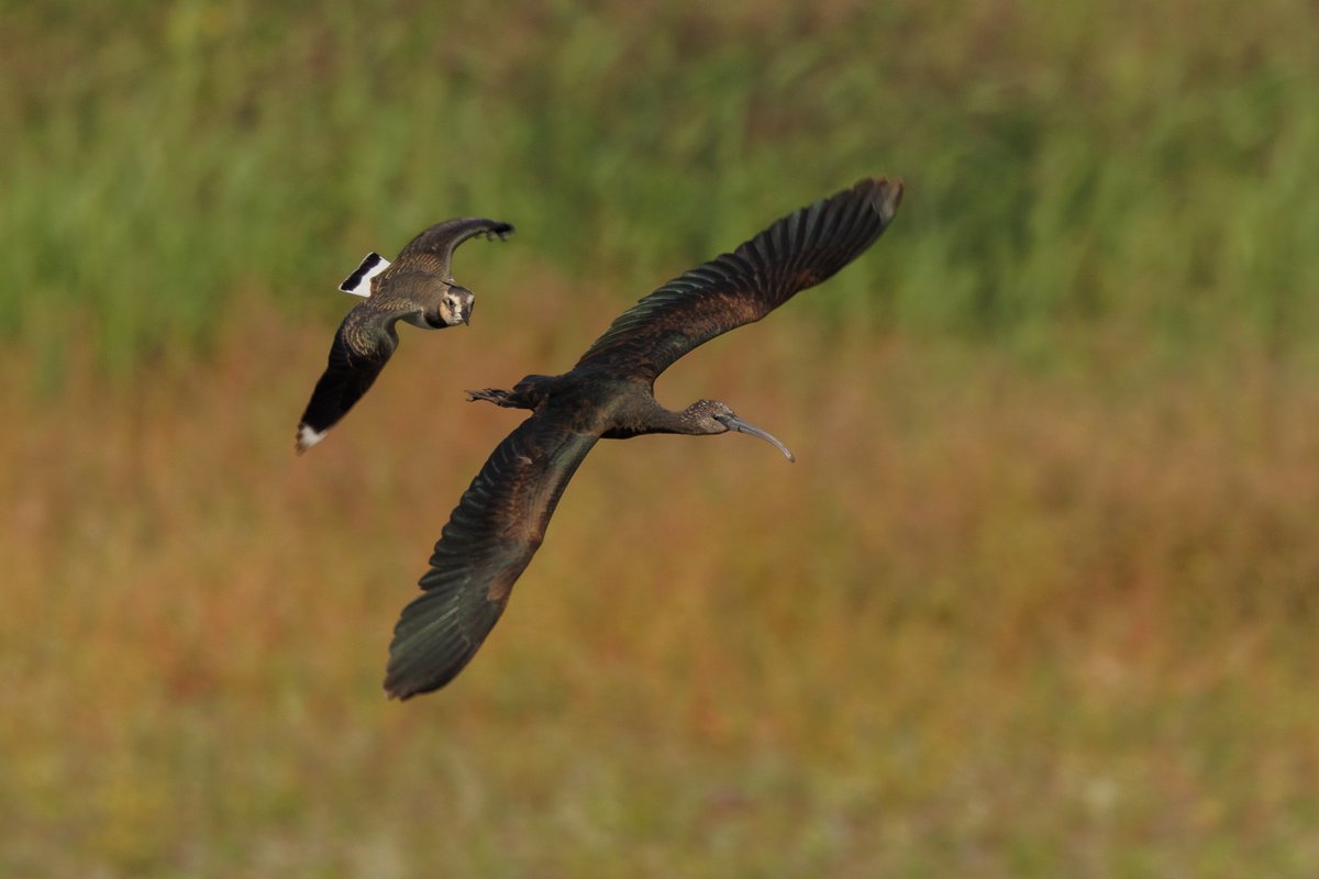 MidsWildlife tweet media