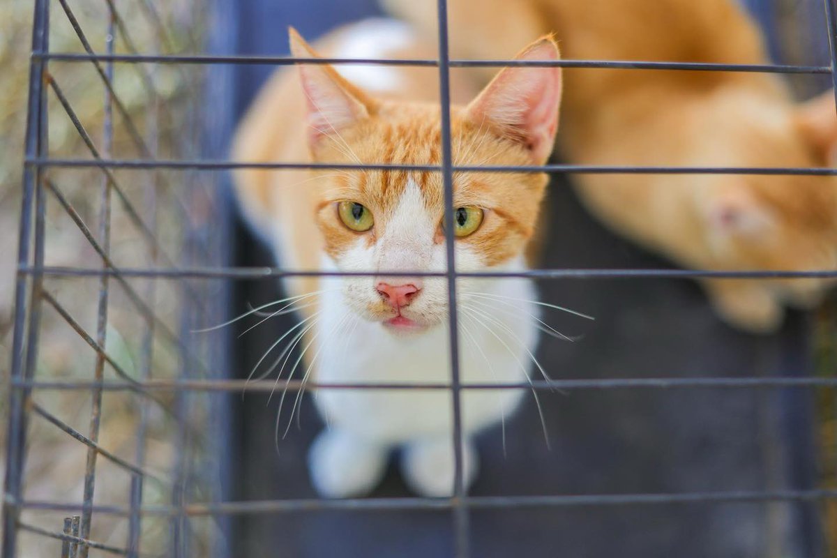 esterilizaciones gratuitas para el cuidado de las mascotas de las familias reynosenses. 🐶🐱🙌🏼

#GobiernoMunicipaldeReynosa (2/2)